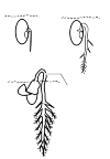 3 images germination